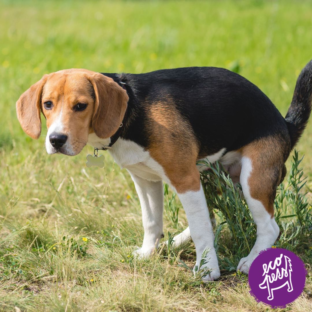 odčerveni psů přírodně-ecopets